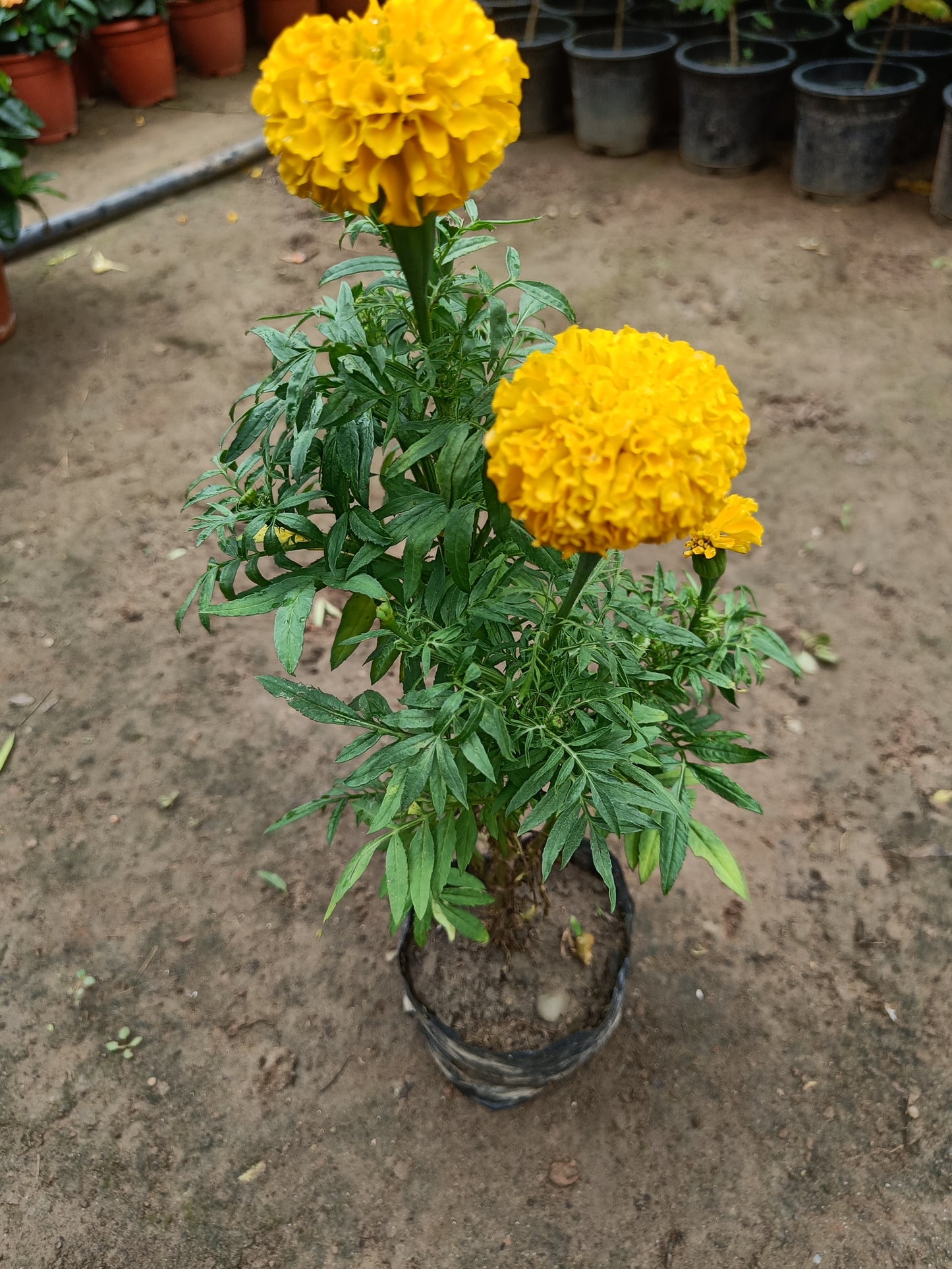 Marigold Yellow ( in polybag)