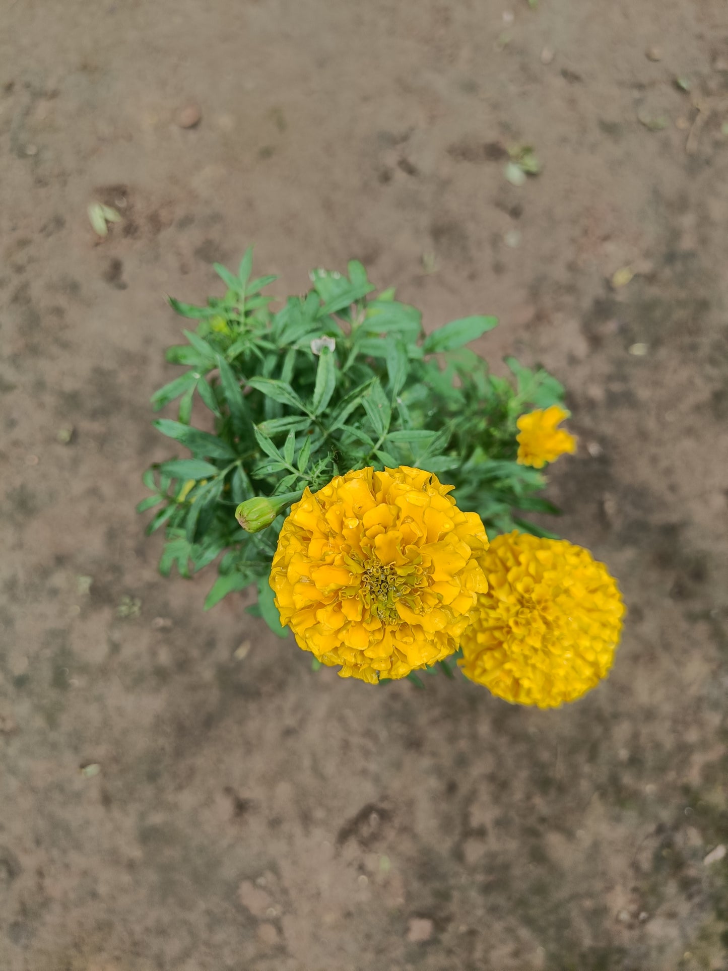 Marigold Yellow ( in polybag)
