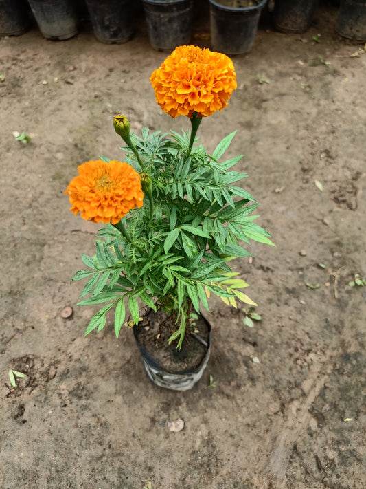 Marigold Orange ( in polybag )
