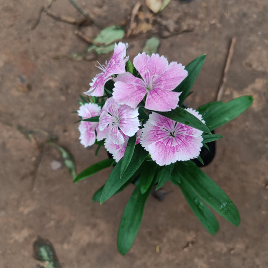 Dianthus (set of 3) in polybag