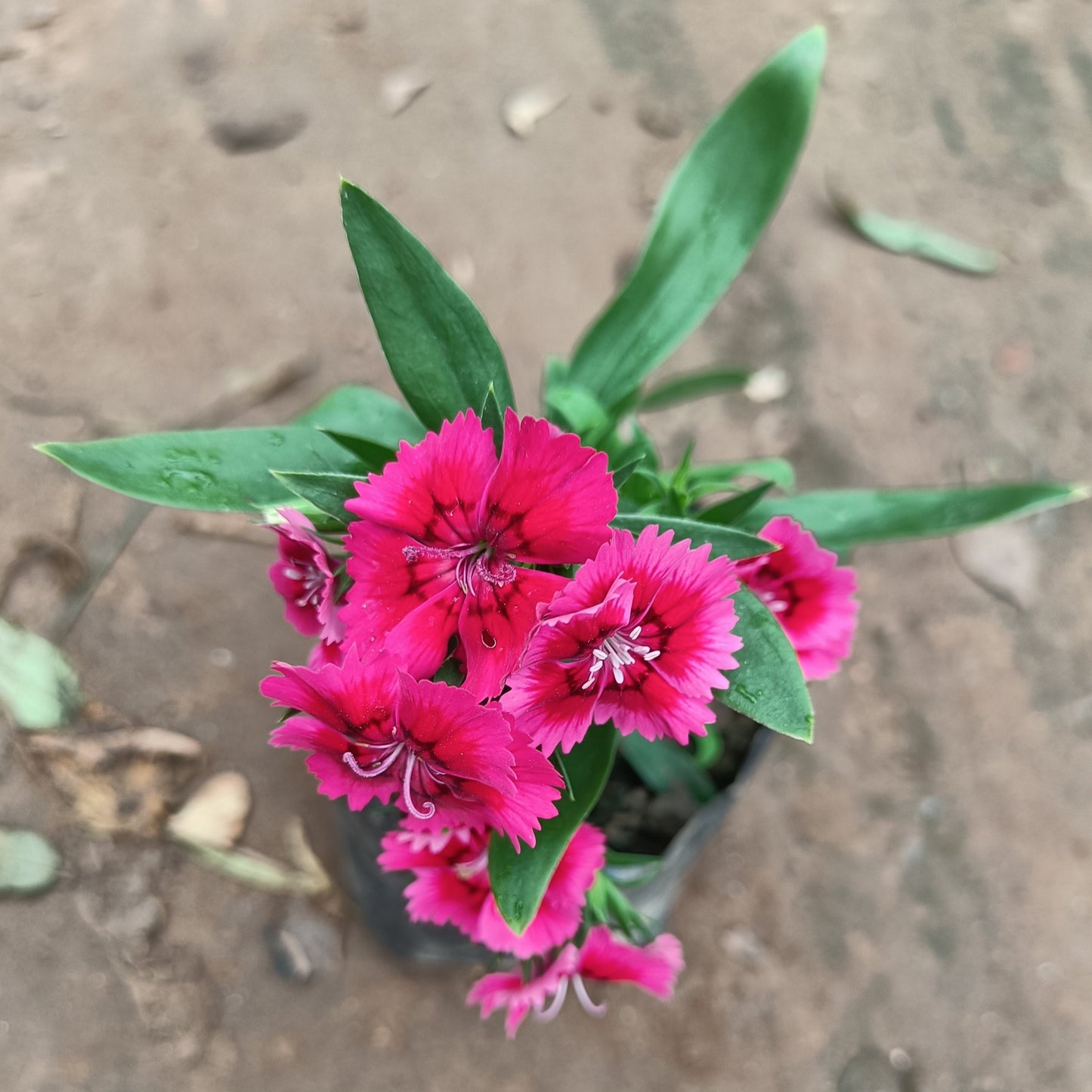 Dianthus (set of 3) in polybag