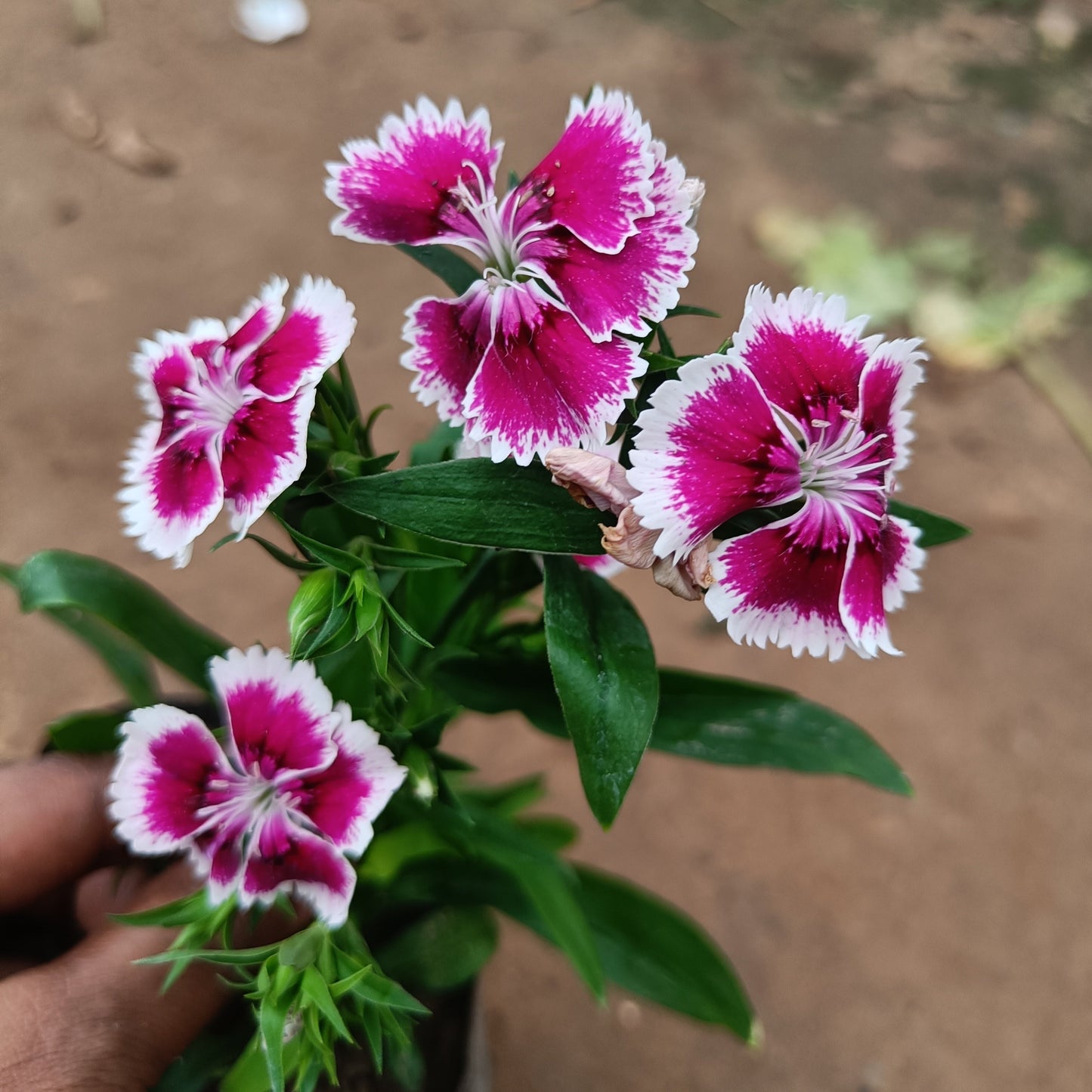 Dianthus (set of 3) in polybag