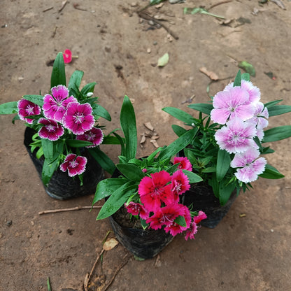 Dianthus (set of 3) in polybag