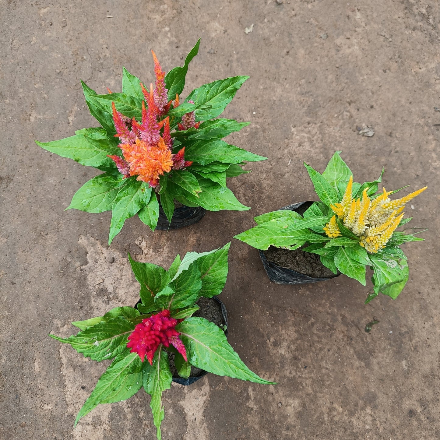Cockscomb (3 set) flowering in polybag
