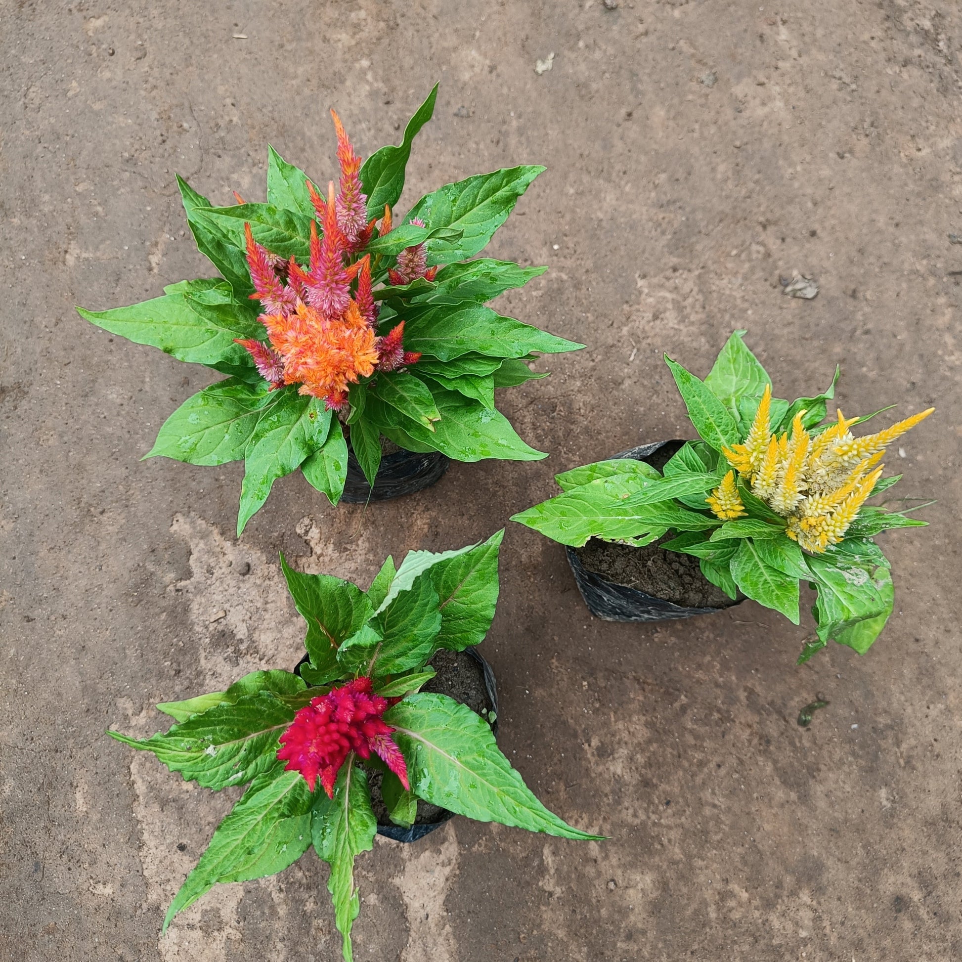 Cockscomb (3 set) flowering in polybag