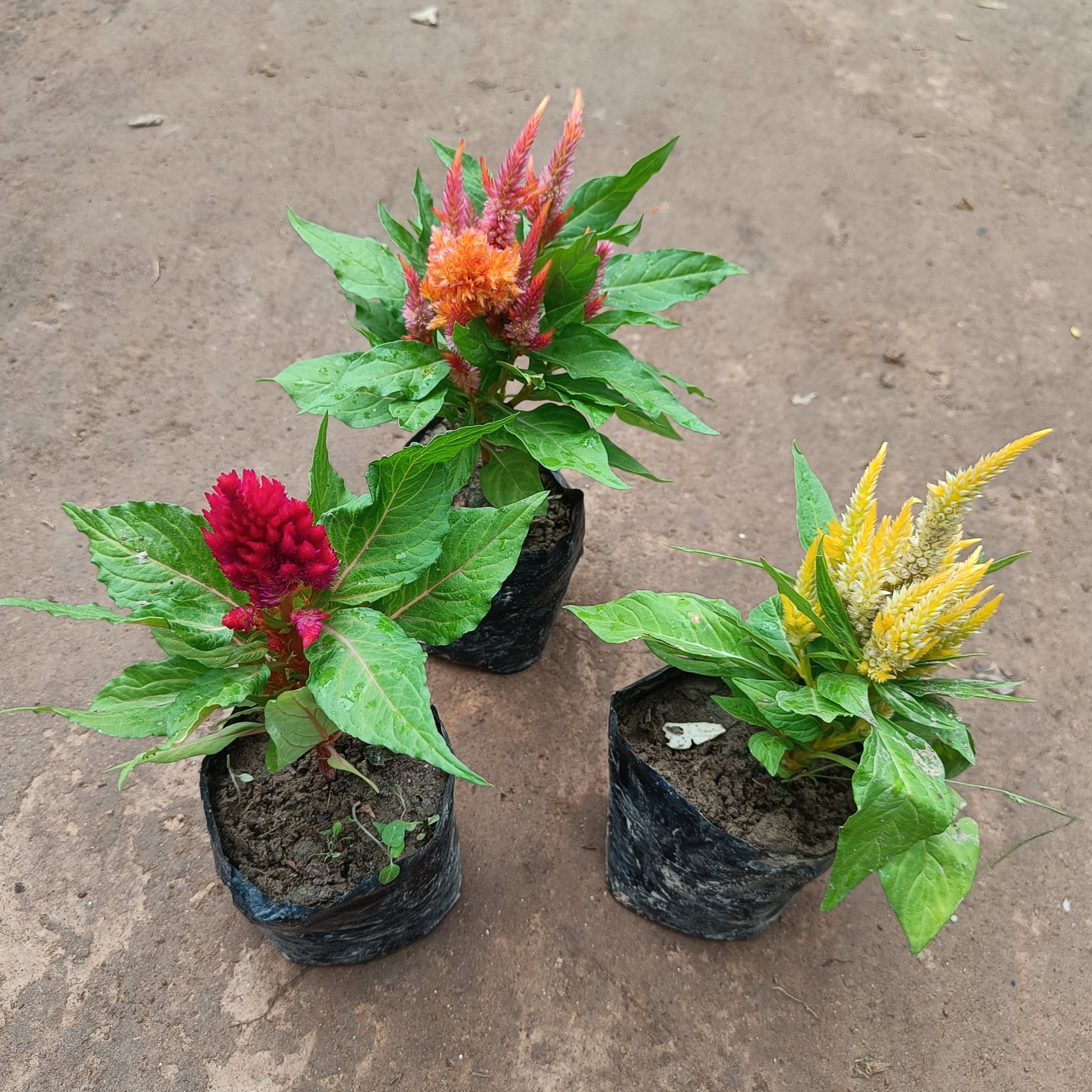 Cockscomb (3 set) flowering in polybag