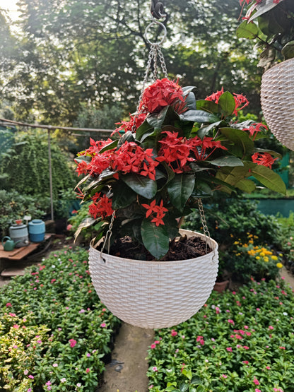 इक्सोरा टोकरी (कोई भी रंग)