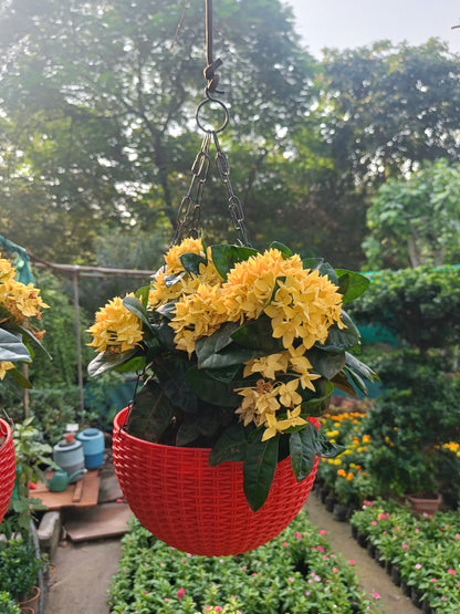 इक्सोरा टोकरी (कोई भी रंग)