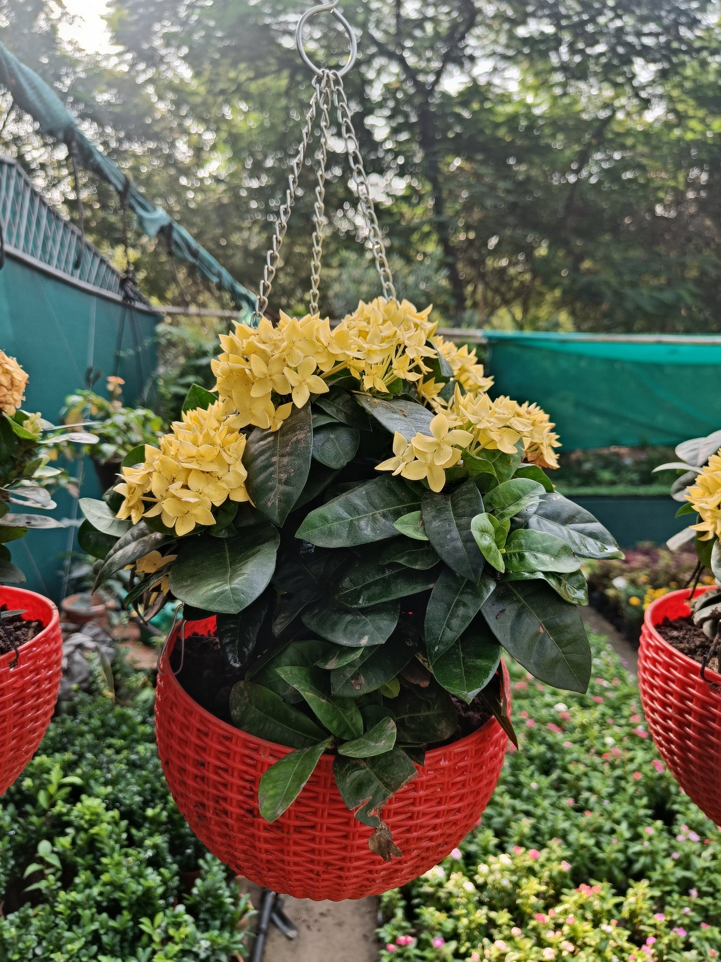 इक्सोरा टोकरी (कोई भी रंग)