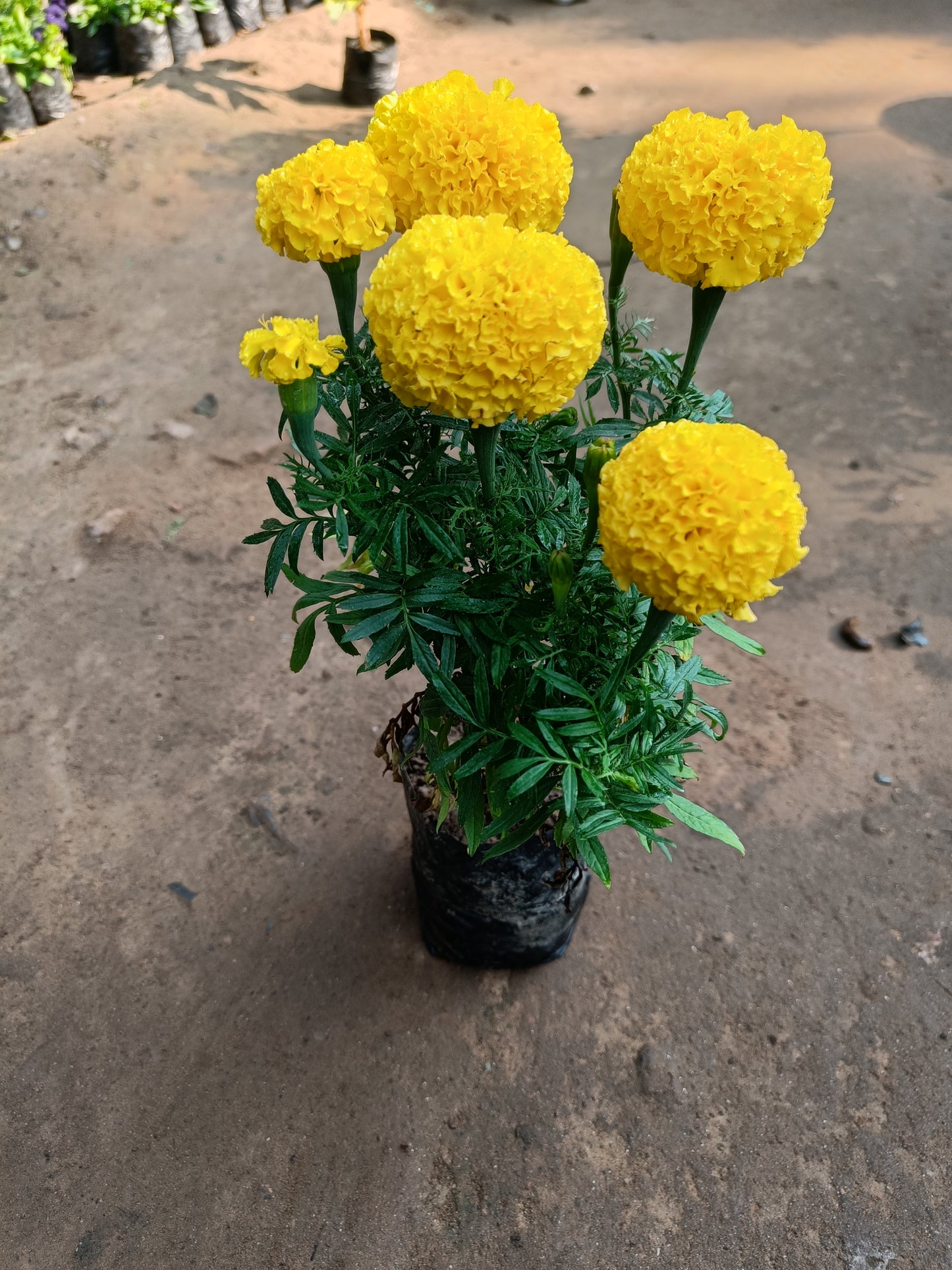 Marigold Yellow ( in polybag)