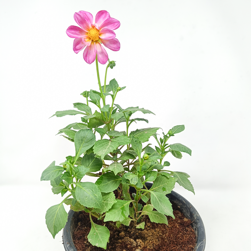 3 Dhalia single (any color) in one set