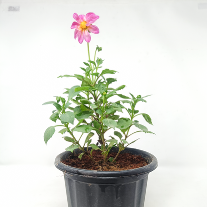 Dhalia