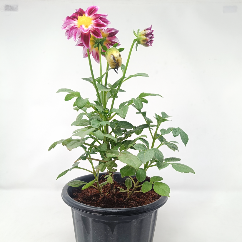 3 Dhalia single (any color) in one set