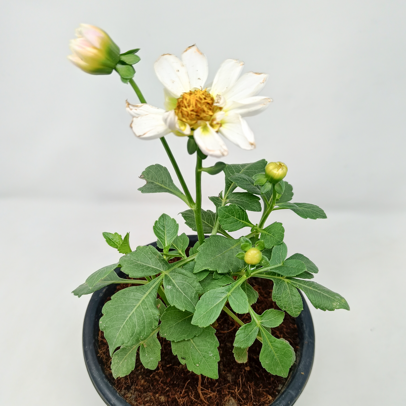 3 Dhalia single (any color) in one set