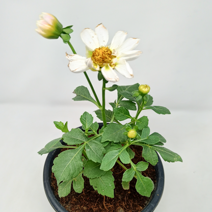 3 Dhalia single (any color) in one set