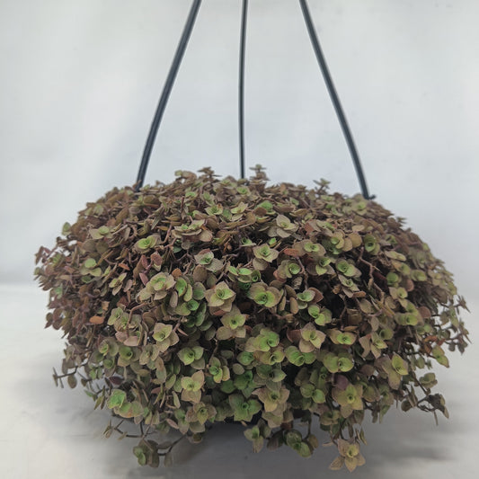 Callisia repens + Hanging Basket