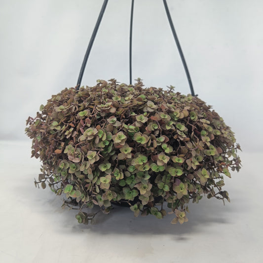 Callisia repens + Hanging Basket