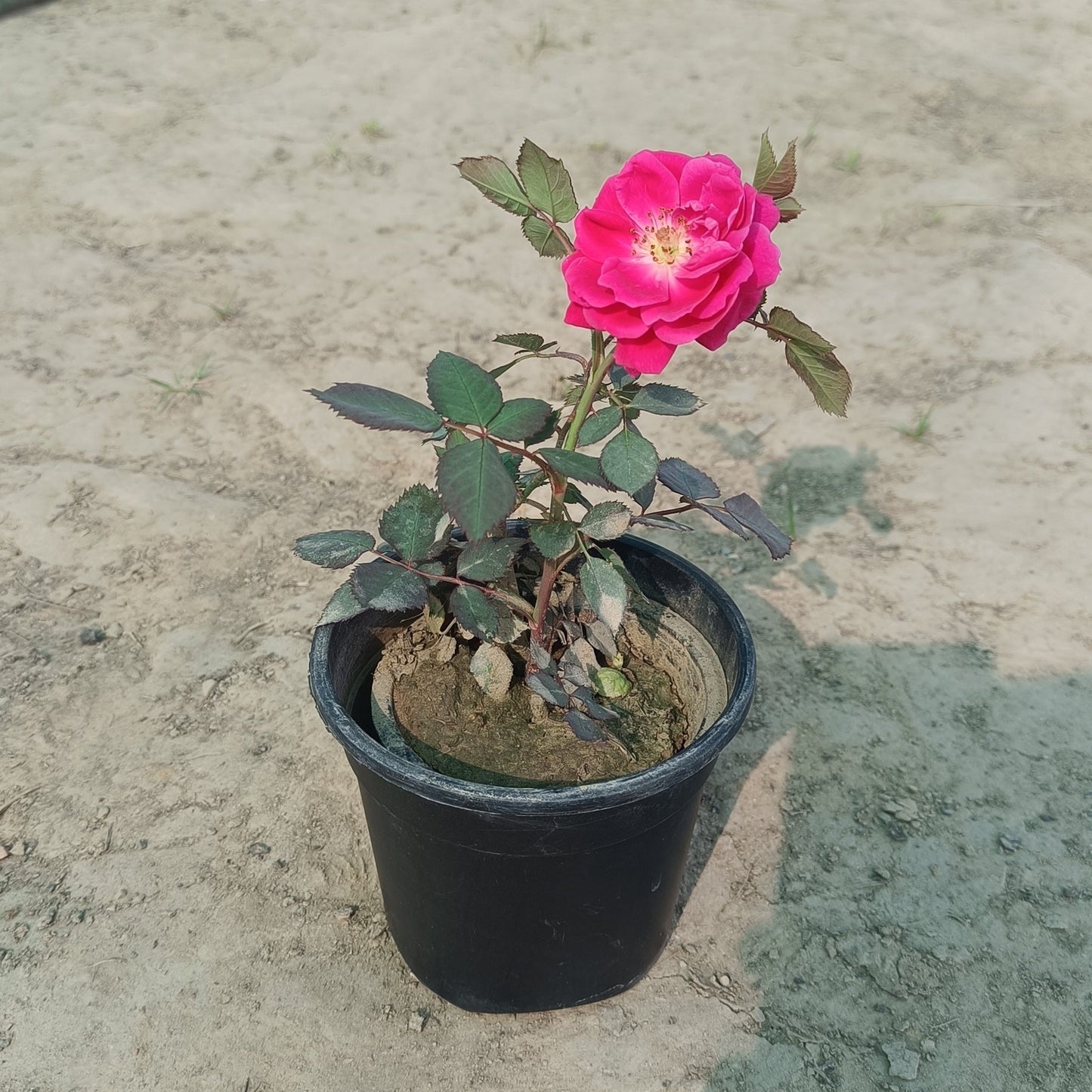 पॉट के साथ देसी गुलाब (छोटा) 