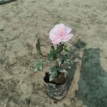 पॉलीबैग में देसी गुलाब 