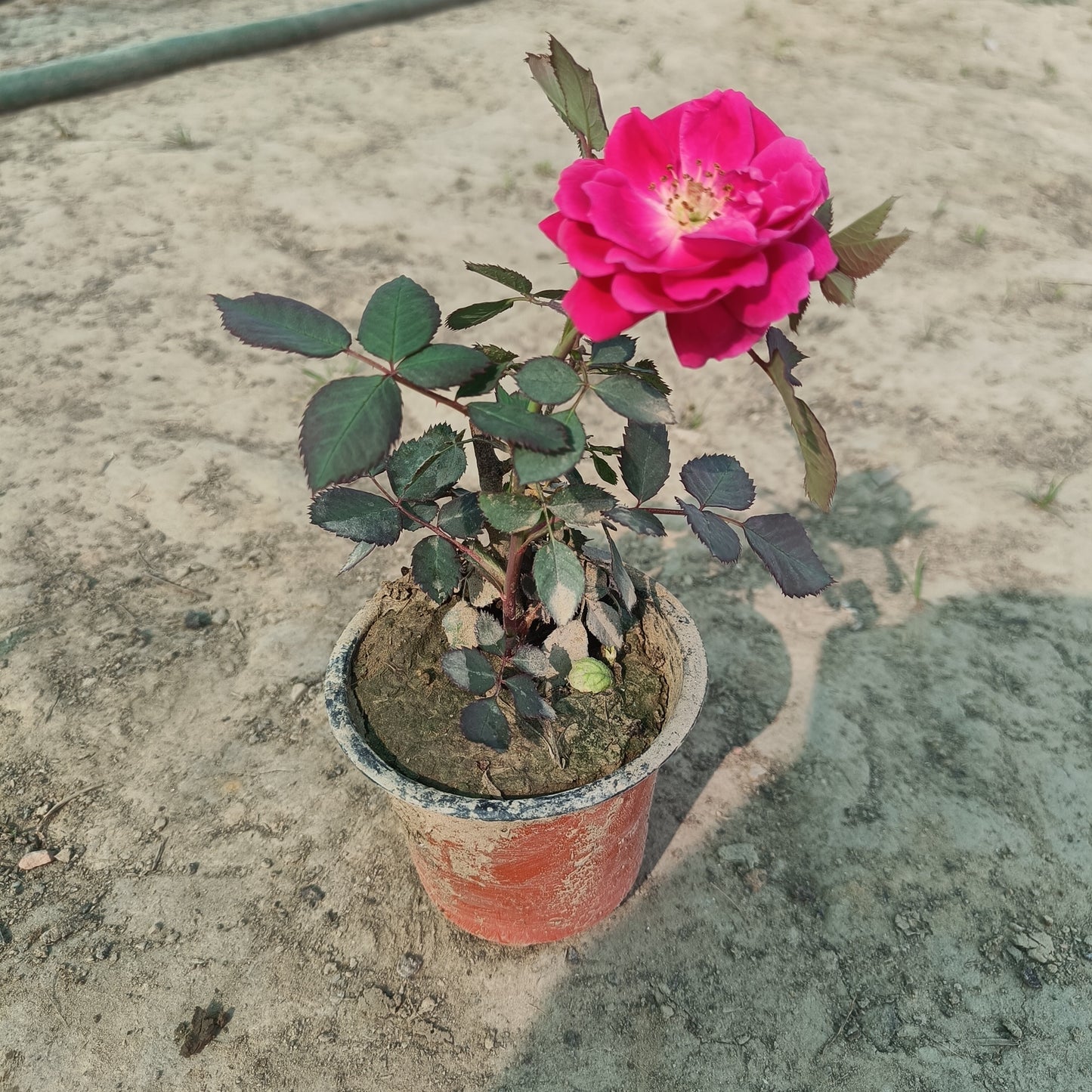 पॉलीबैग में देसी गुलाब 