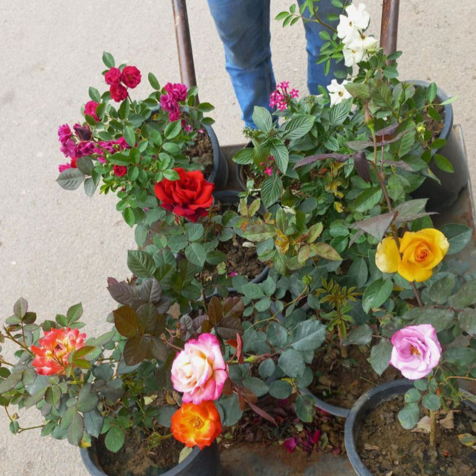5 Beautiful roses 