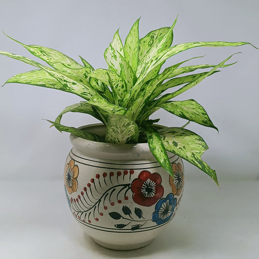 Aglaonema Chinese Evergreen in 10 inch ceramic pot