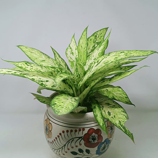Aglaonema Chinese Evergreen in 10 inch ceramic pot