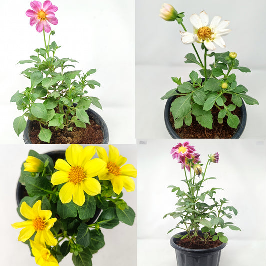 3 Dhalia single (any color) in one set