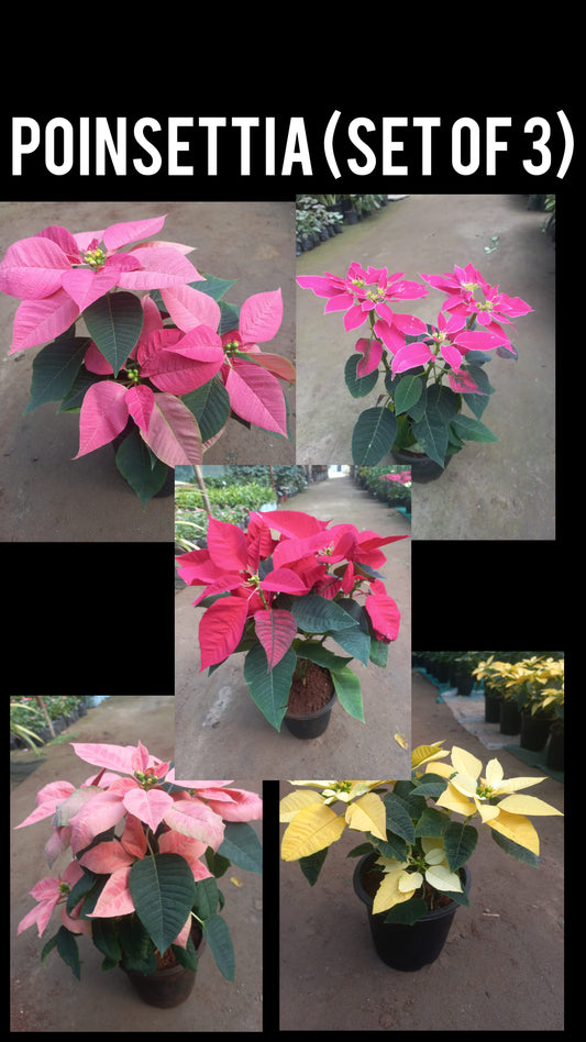 Poinsettia (Set of 3)