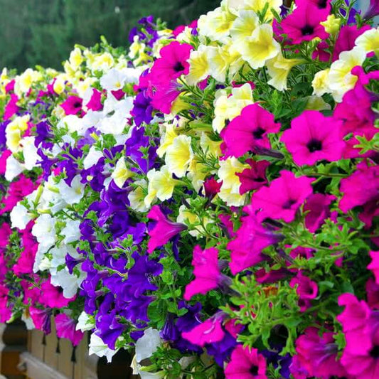 3 Petunia flowering Plants set