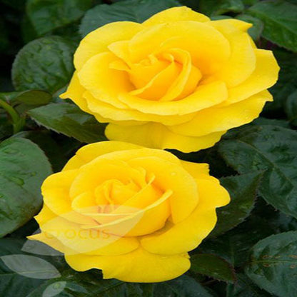 5 Beautiful roses 