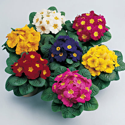 3 Primula flowering Plants set