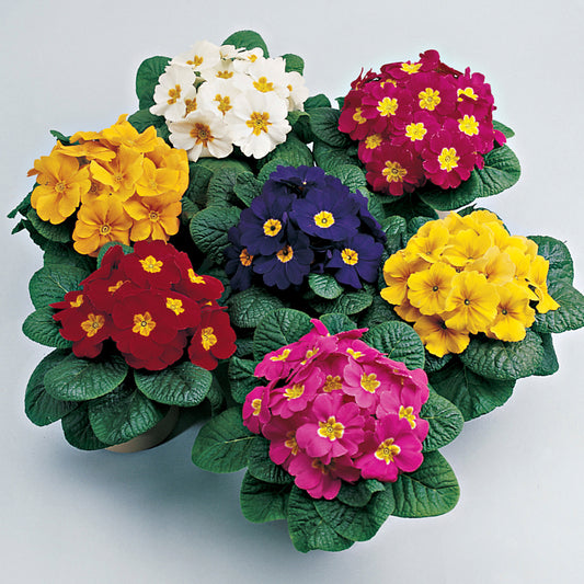 3 Primula flowering Plants set