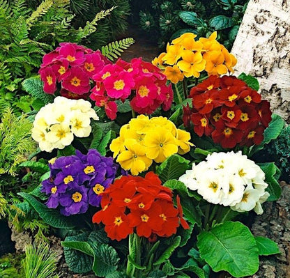 3 Primula flowering Plants set
