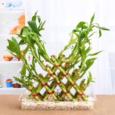 Bridge Lucky bamboo with glass stand
