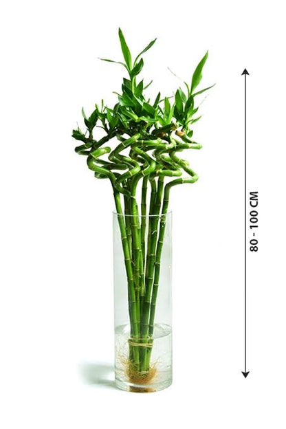 Spiral lucky bamboo