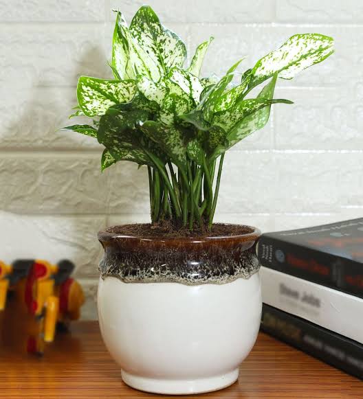 Aglaonema Chinese Evergreen in 6 inch ceramic pot