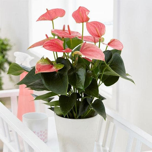Anthurium