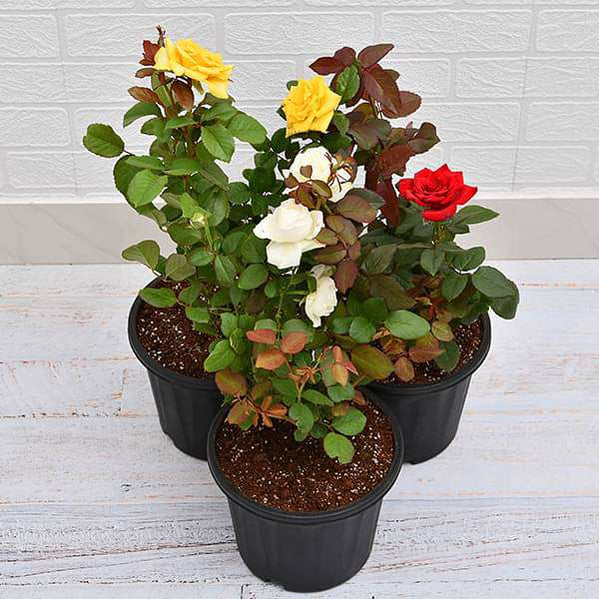 English roses -Set of 3 plants (Only for Delhi NCR)