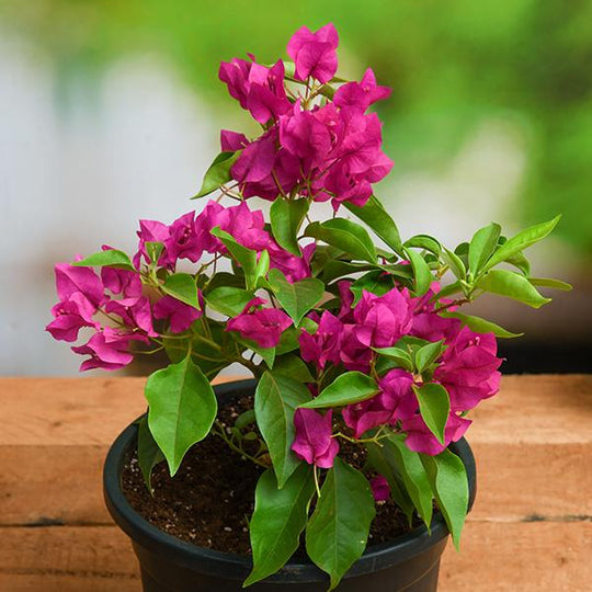 Bougainville (any colour)
