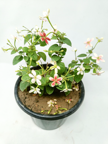 Madhumalti Dwarf