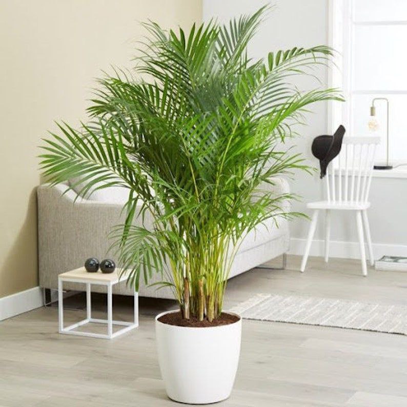 Areca palm in white ceramic pot