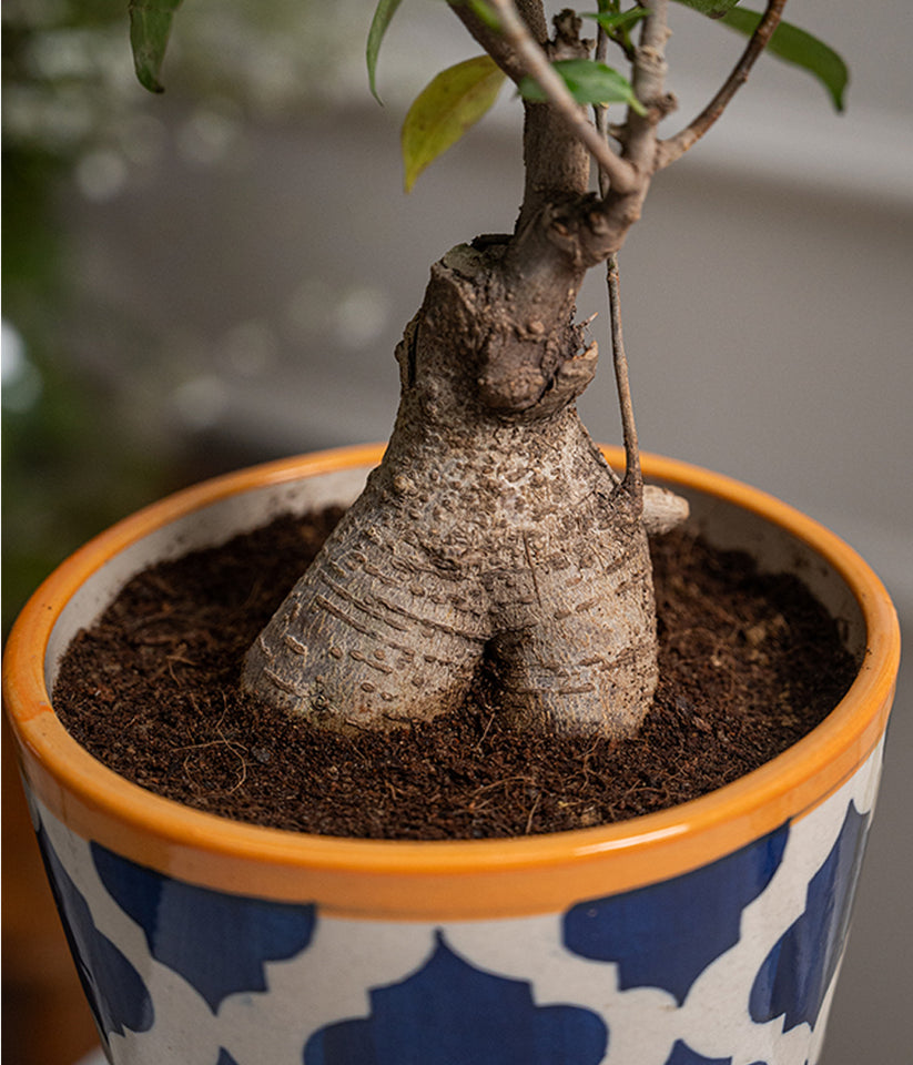 Bonsai- ficus microcarpa