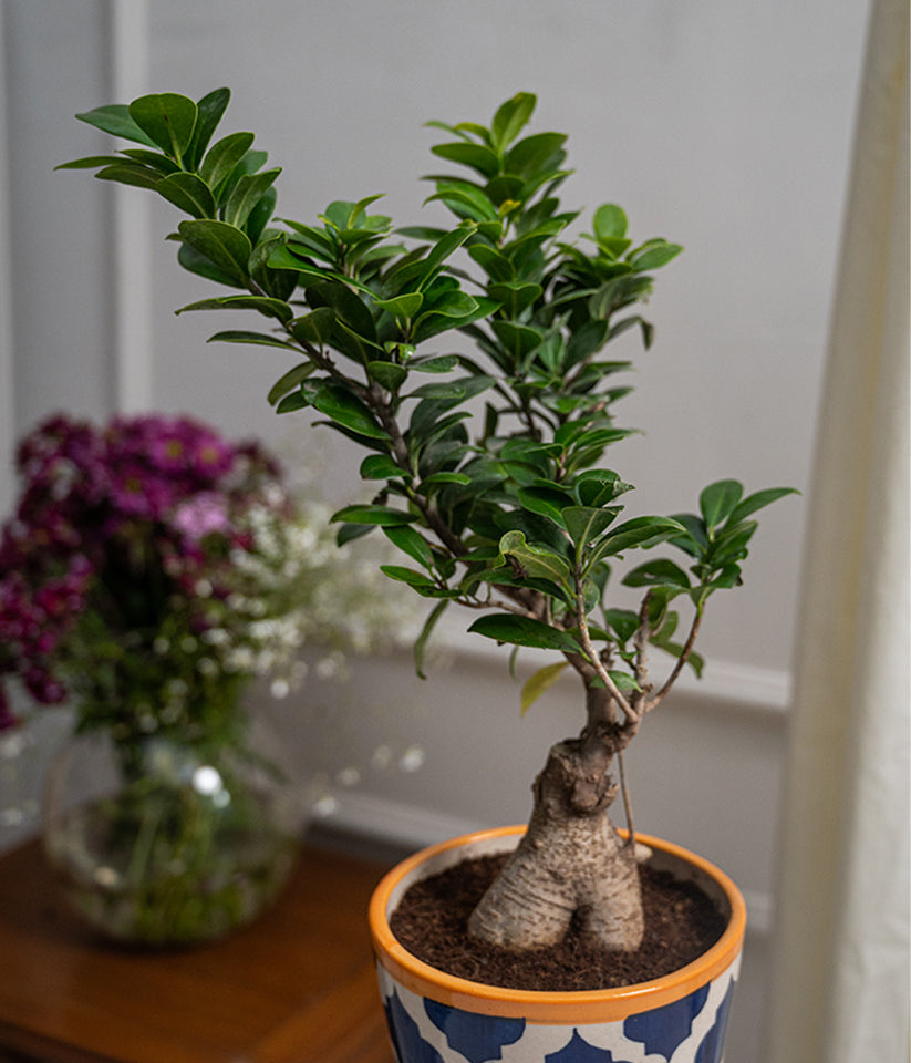Bonsai- ficus microcarpa