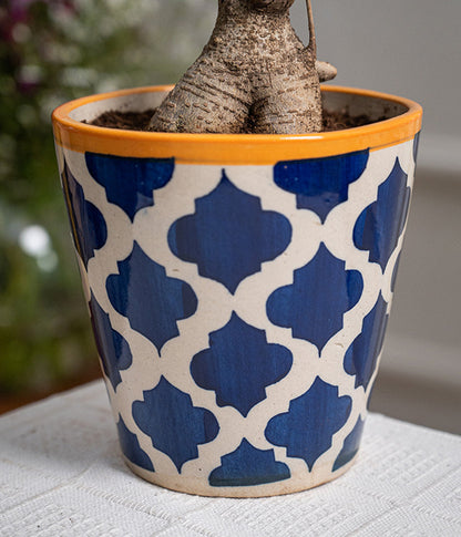 Bonsai- ficus microcarpa