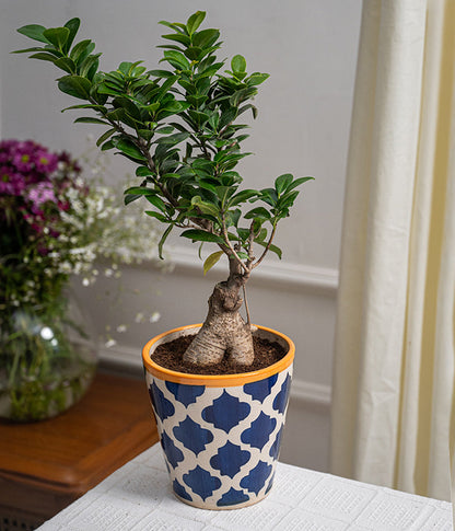 Bonsai- ficus microcarpa