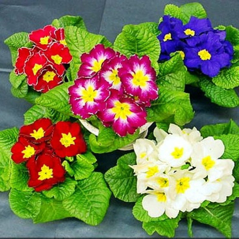 3 Primula flowering Plants set