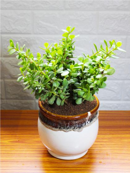Jade Plant (6 inch ceramic pot)