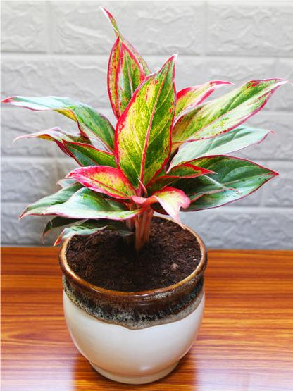 Aglaonema Lipstick (6 inch ceramic pot)